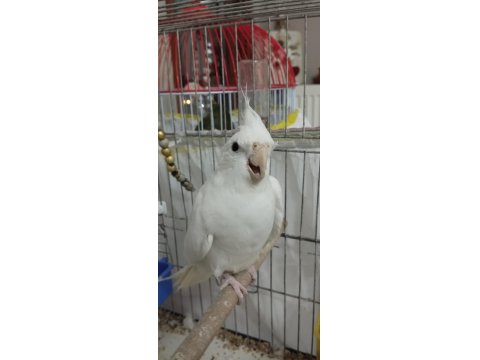 Erkek Sultan Papağanı, Dişi Sevda İle Değişim Olur