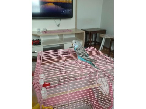 Yavru Muhabbet Kuşu 60 Günlük