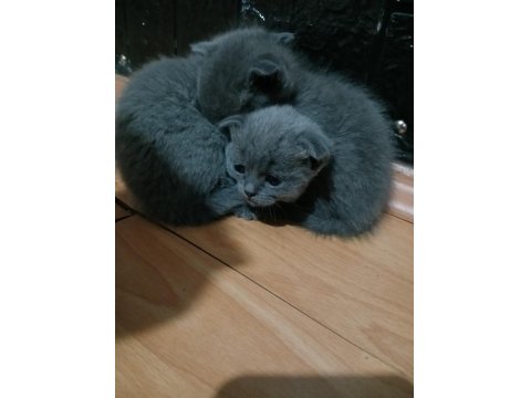 Safkan Scottish Fold Yavruları