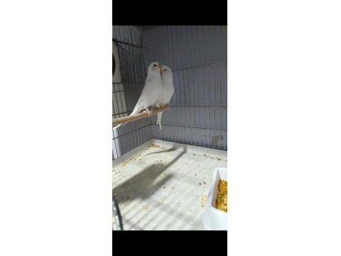 Albino Takım Muhabbet Kuşu