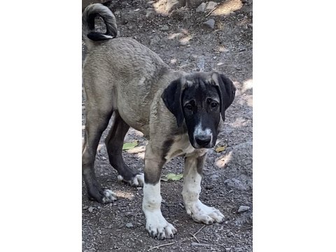 Köpeğimizi Sahiplendiriyoruz