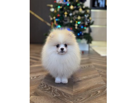 Üst Düzey Erkek Pomeranian Boo