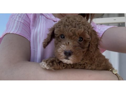 2 Aylık Sevimli Toy Poodle
