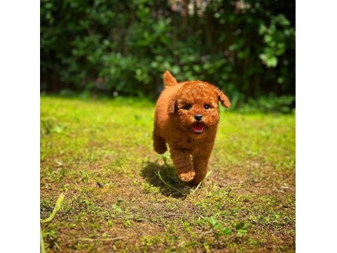 Baby Face Toy Poodle