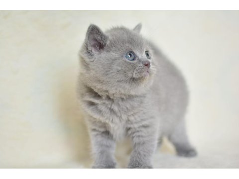 Küt Kafa Gri British Shorthair