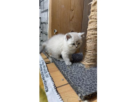 British Shorthair Lynx Point Erkek Kedim