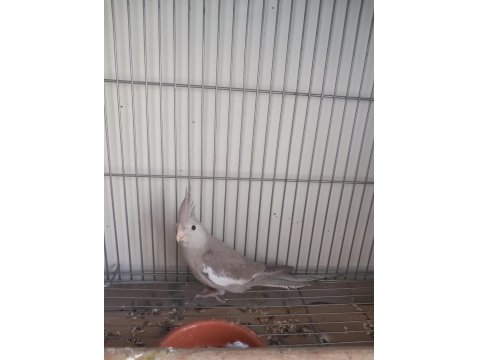 Yeni Yeme Düşen Sultan Papağanlar