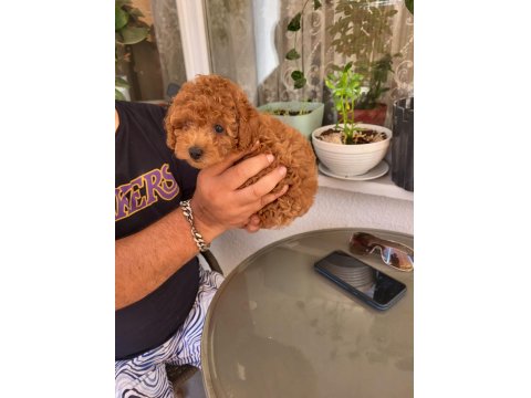 Gerçek Rus Tea Cup Poodle