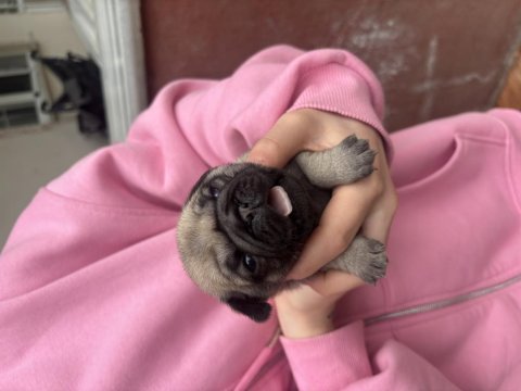 Safkan Pug Bebekleri