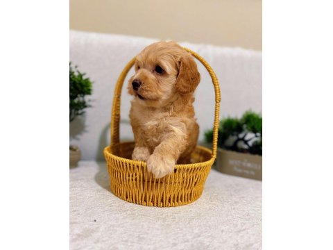 Muhteşem Baby Surat Maltipoo Bebekler