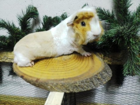 Ginepig Yavru Ve Yetişkinler