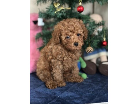 Yasal Üreticiden Poodle Saf Kan Yavrular