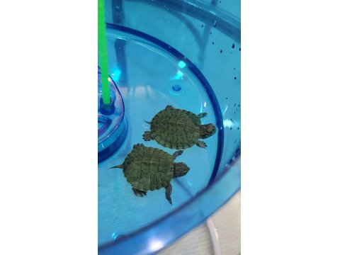 Orijinal Singapur Kırmızı Yanak Kaplumbağa