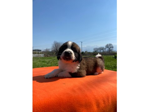 Safkan Saint Bernard Bebekler