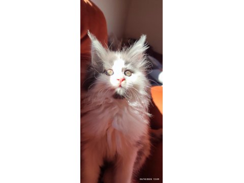Eşsiz Renkleri Ve Dopdolu Şecereleri İle Safkan Maine Coon Yavrularım