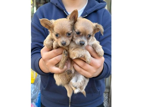 Chihuahua Yavrularım Sağlık Ve Irk Garantilidir