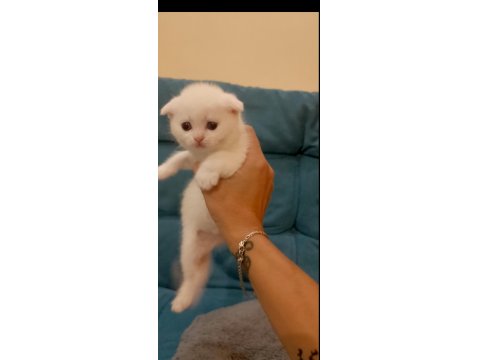 Scottish Fold Ve Straight