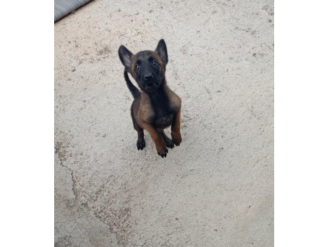 A Kalite Full Maske Kalite Belçika Malinois