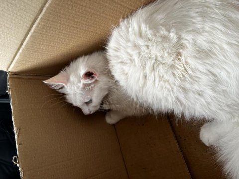 British Dişi Kedimiz