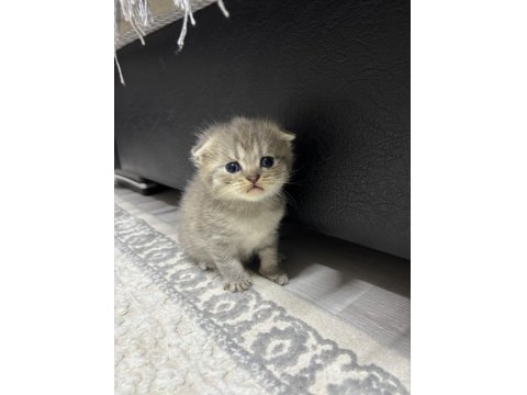 Scottish Fold Yavru