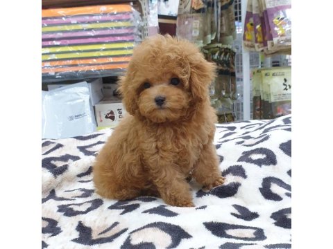 Toy Poodle Köpeği Yavruları