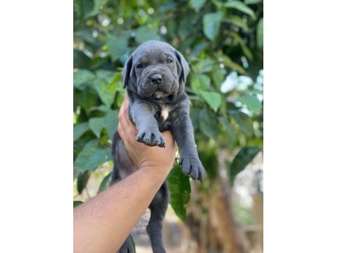 Sağlıklı Cane Corso Yavrular