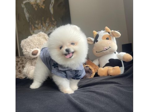 Ayı Surat Pomeranian Boo Köpek Yavruları