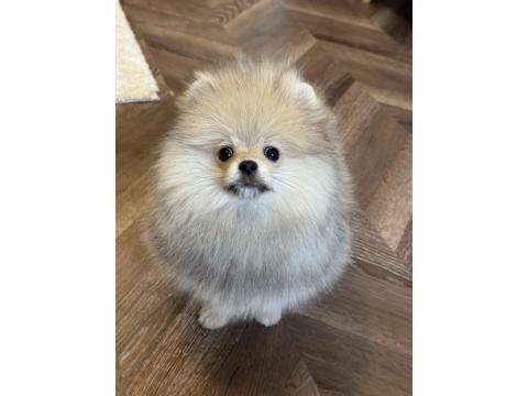 Show Class Erkek Pomeranian Boo