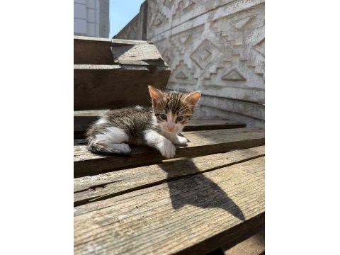 Her Renk Yavru Kediler