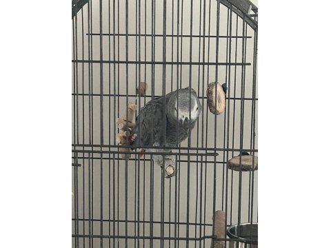 15 Aylık Jako Papağanı