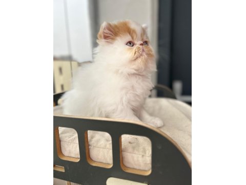 Saf Irk Persian Erkek