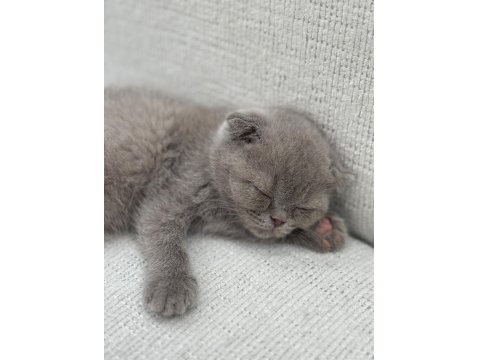 Yavru Dişi British Shorthair Kedimiz
