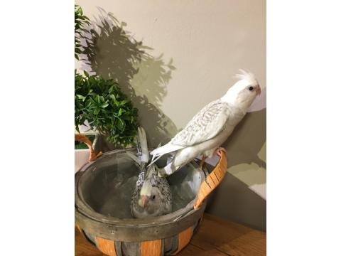 %100 El Beslemesi Full Evcil Yavru Sultan Papağanı