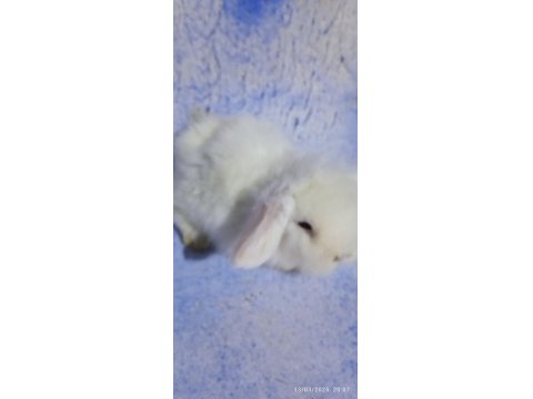 Teddy Lop Tavşanı Bebekler 35 Günlük