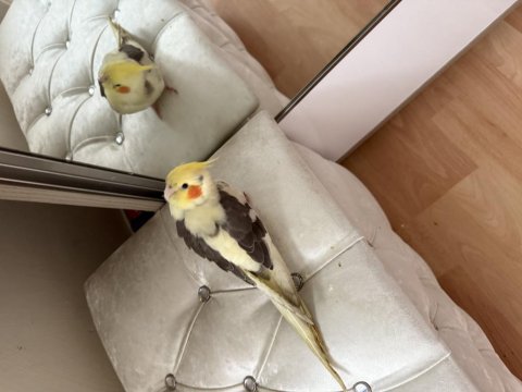 Üç Aylık Erkek Sultan Papağanı