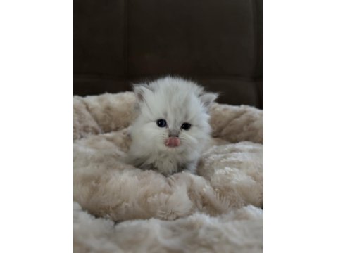 1 Aylık Yavru British Longhair Yavrular