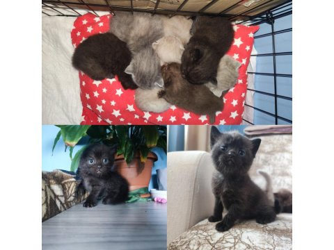 Sağlıklı British Shorthair Yavru Kedileri