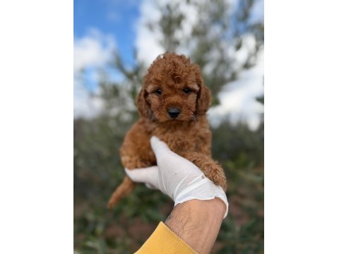 Erkek Toy Poodle Süper Kalite İsteyene