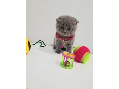 Bal Scottish Fold Kızım Teslime Hazır