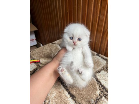 Scottish Fold Güzellik