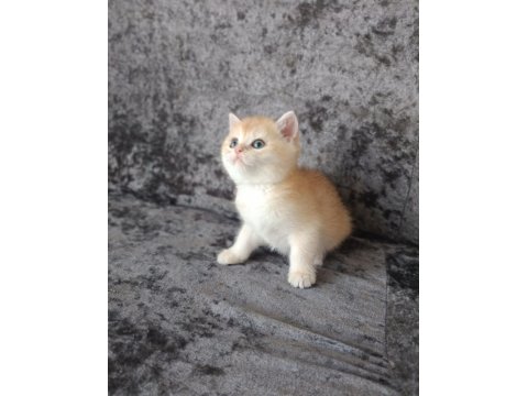 Miyavvvvv Ny11 Kedimiz