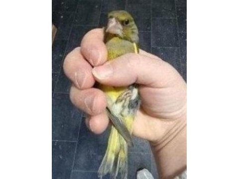 Yeme Suya Kafese Alışık Erkek & Dişi Florya Kuşları