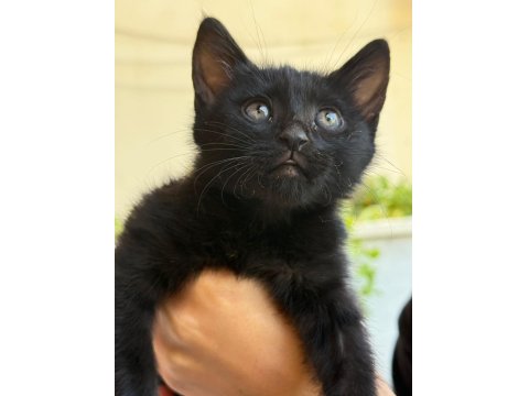 Kömür Gibi Kedimize Acil Yuva