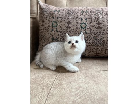 Wcf Kayıtlı Full Şecereli British Shorthair - Elite Soy Hattı