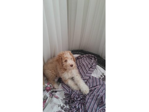 Maltipoo Sıfır Numara