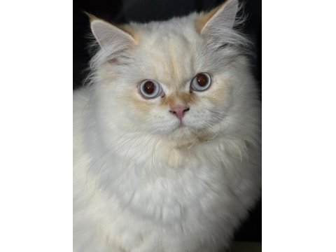 Erkek British Longhair