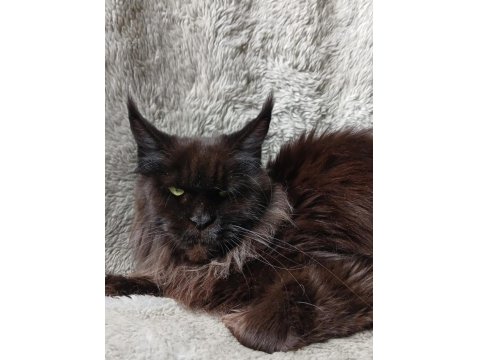 Harika Sağlıklı Yavru Maine Coon Kedimiz