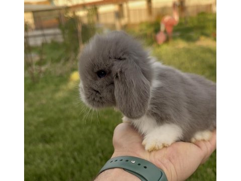 Hollanda Blue Lop Tavşanları Ve Beyaz Mavi Gözler