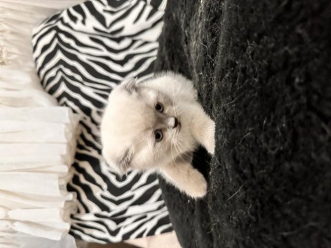 Teslime Hazır Scottish Fold Pamuk Gibiler