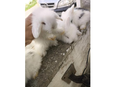 Safkan Hollanda Lop Tavşanı Bebekler